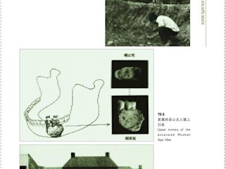 巫山猿人的发现