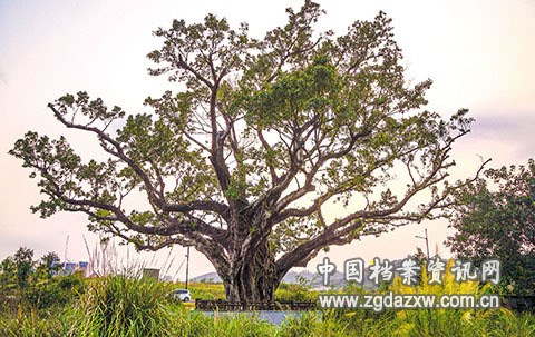 横琴粤澳深度合作区琴澳两地古树保护公园