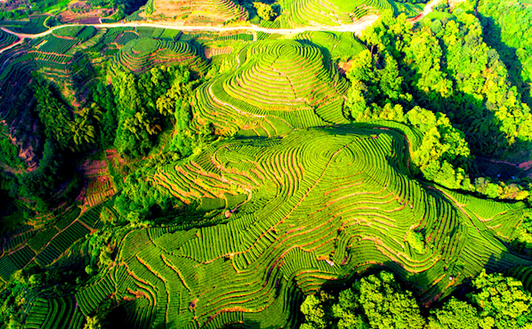 跟着档案游巴蜀｜世界茶文化的发源地——雅安蒙顶山