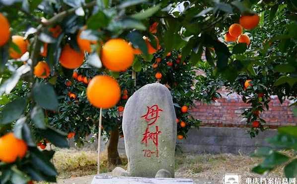 档案里的重庆特产 | 奉节脐橙—— 一颗“橙”点亮一座城